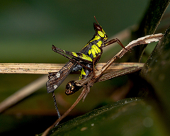Erianthus versicolor