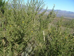 Aspalathus hirta stellaris