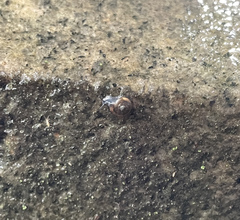 Zonitidae