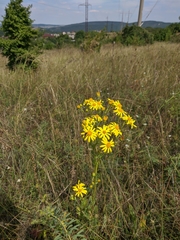 Jacobaea grandidentata