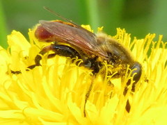 Polydontomyia curvipes