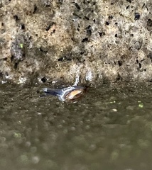 Zonitidae