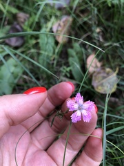 Dianthus chinensis