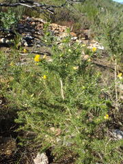 Aspalathus hirta stellaris