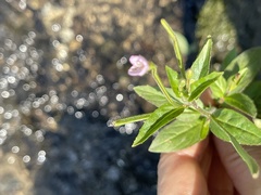 Epilobium adenocaulon