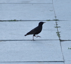 Sturnus vulgaris