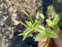 Epilobium adenocaulon