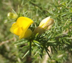 Aspalathus hirta stellaris