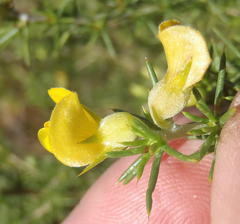 Aspalathus hirta stellaris