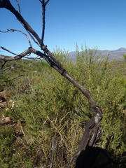 Aspalathus hirta stellaris