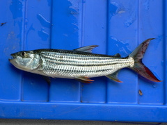 Hydrocynus vittatus