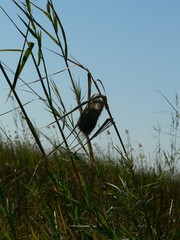 Cisticola pipiens