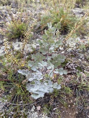Thalictrum squarrosum