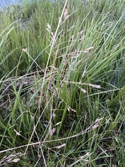 Poa subfastigiata