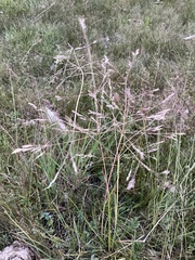 Poa subfastigiata