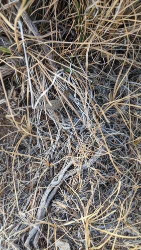 Nevada Side-blotched Lizard
