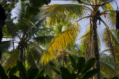 Cocos nucifera