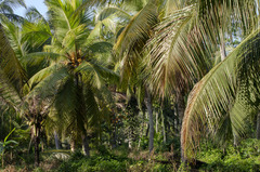 Cocos nucifera