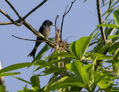 Dicrurus caerulescens