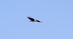 Caracara plancus