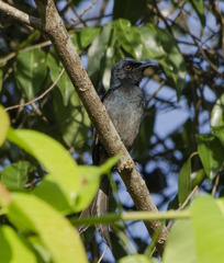 Dicrurus caerulescens