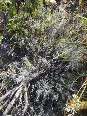 Aspalathus pedunculata