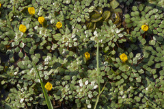 Ludwigia sedoides