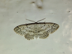 Idaea seriata