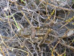 Hetrodes pupus pupus