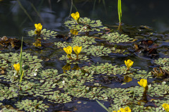 Ludwigia sedoides