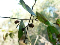 Grewia flavescens