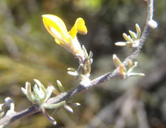 Aspalathus pedunculata