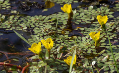 Ludwigia sedoides