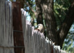 Turdoides hartlaubii