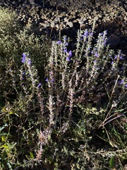 Dracocephalum olchonense