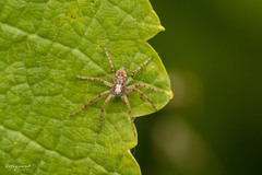 Philodromus cespitum