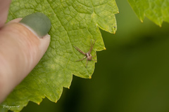 Philodromus cespitum