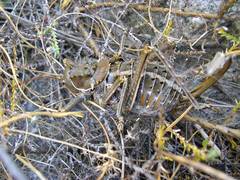 Hetrodes pupus pupus