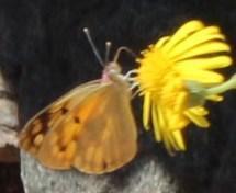 Desert Veined Tip