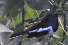 Copsychus saularis