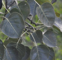 Ficus religiosa