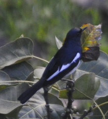 Copsychus saularis