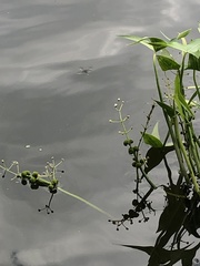 Sagittaria sagittifolia