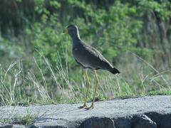 Vanellus senegallus lateralis