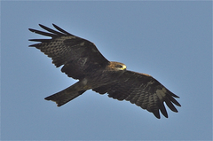 Milvus migrans