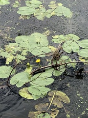 Nuphar lutea