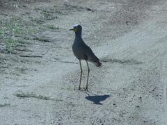 Vanellus senegallus lateralis