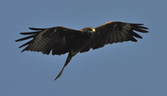 Milvus migrans