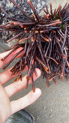 Ahnfeltiopsis linearis