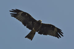 Milvus migrans